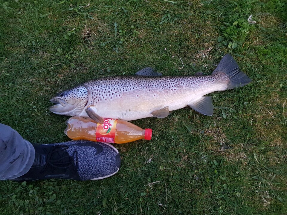 BERGENSK KJEMPE: Denne ørreten ble tatt i Lille Lundegårdsvann i Bergen sentrum i april 2019. Vekta var to kilo. Foto: André Hjertholm