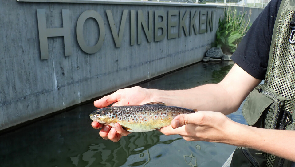 HOVINSØRRET: Ørreten har allerede sluppet seg ned i den nyrestaurerte delen av Hovinbekken i området rundt Hasle.