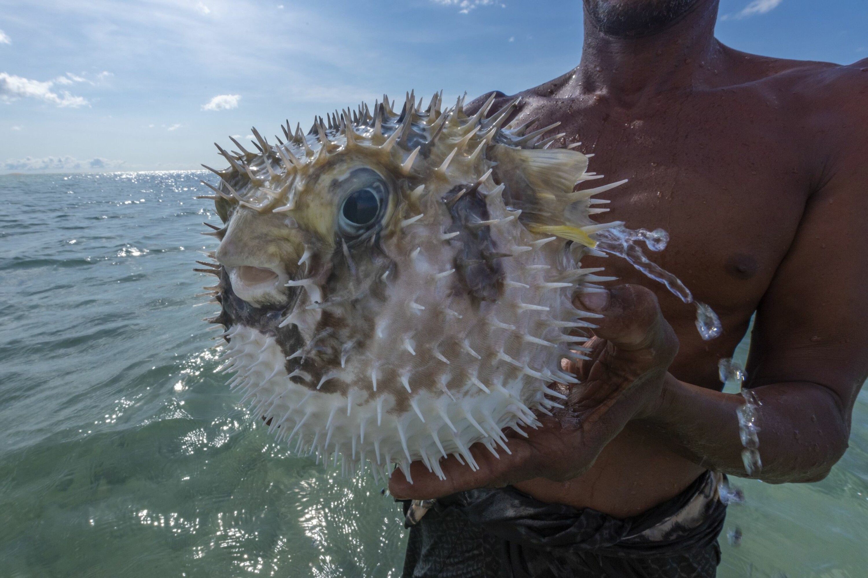 OPPBLÅSBAR: Den blåser seg opp, og den har pigger. Ikke gjør dette hjemme.
