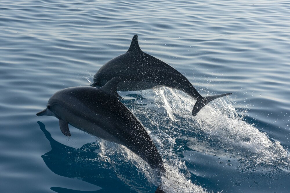 <b>LEKNE:</b> En stim lekne delfiner følger båten vår utenfor Qalansiah.