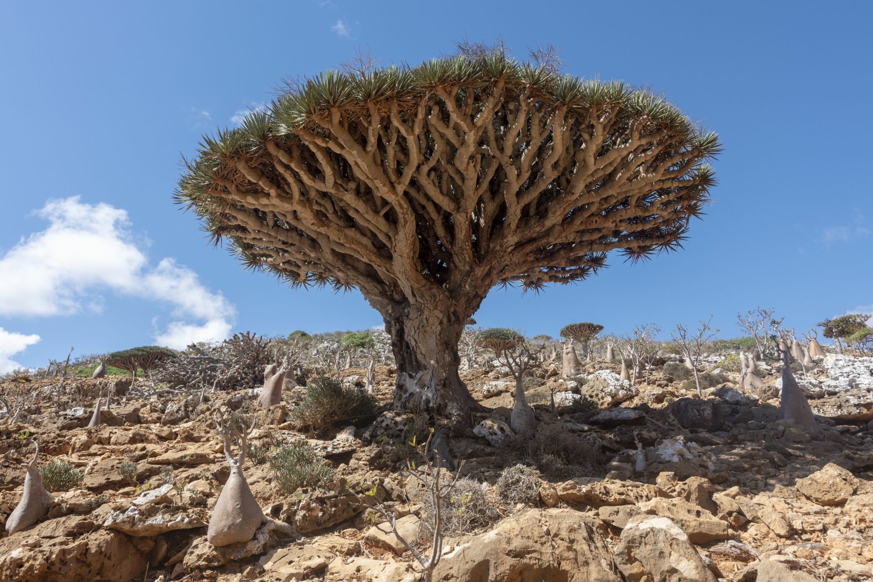 UNIKT: Det unikt utseende drageblodtreet, myteomspunnet og utrydningstruet.