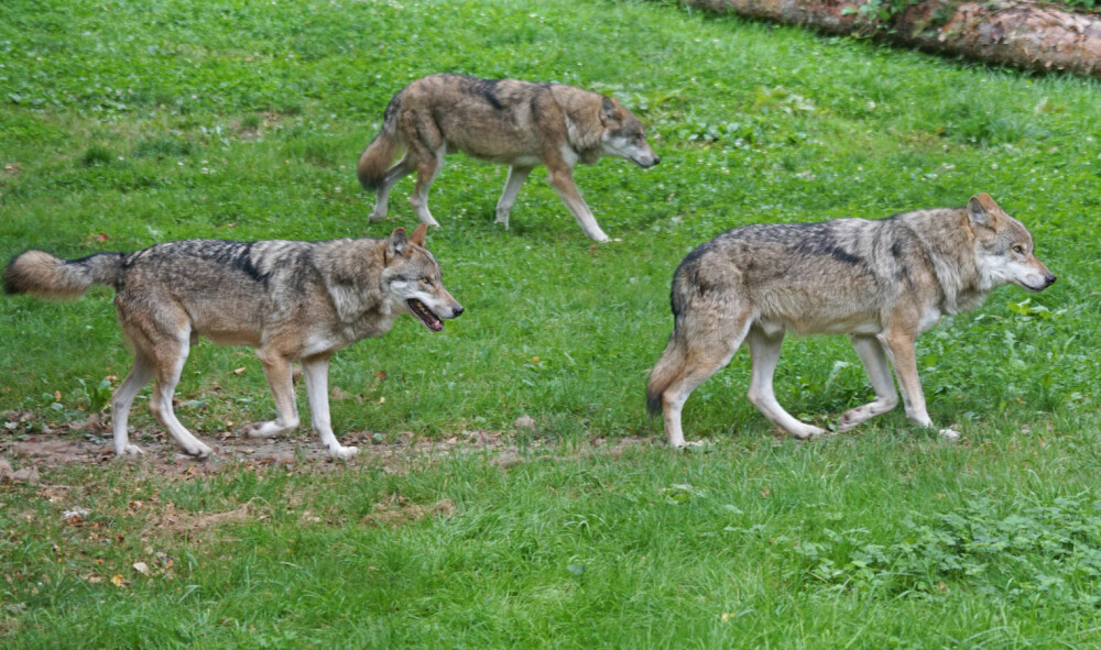 <b>PÅ VANDRING:</b> Ifølge ulveforsker Barbara Zimmermann er det ofte at lederparet går først når ulvene beveger seg i terrenget.