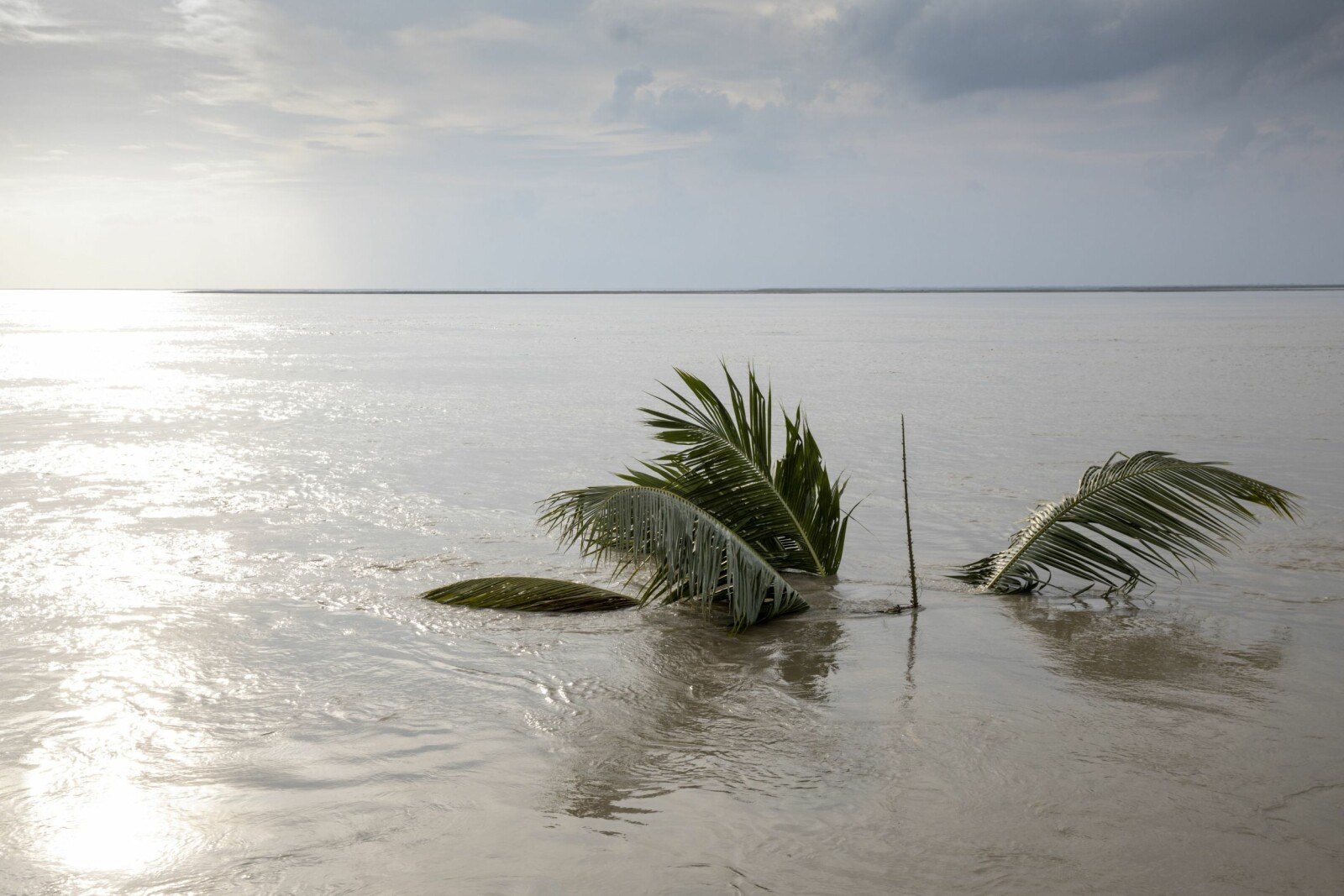 <b>SLUKT AV ELVA:</b> Dagen før mitt besøk i Bogalipara, forsvant denne palmen i vannmassene.