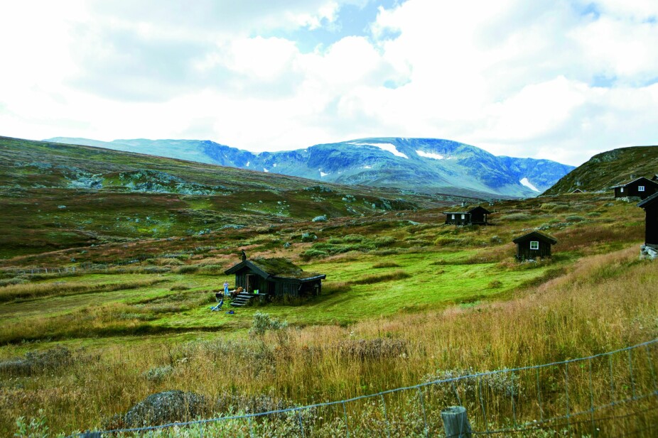 FJELL-IDYLL: Til tross for at Vibekes og Henriettes paradis ligger nær store turområder som Hallingskarvet, er det sjelden de hører annet enn sauer og kyr rundt hytta innerst i Budalen.