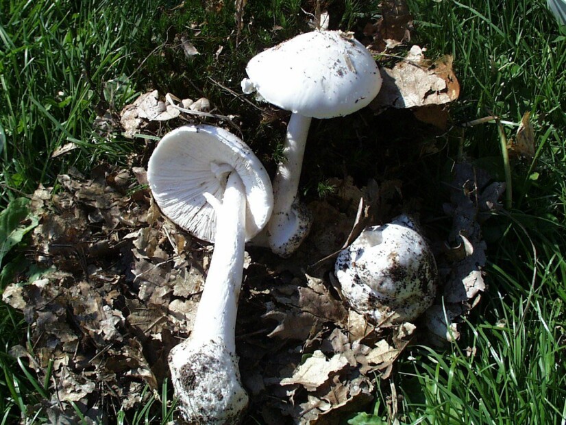 LIVSFARLIG: Hvit fluesopp