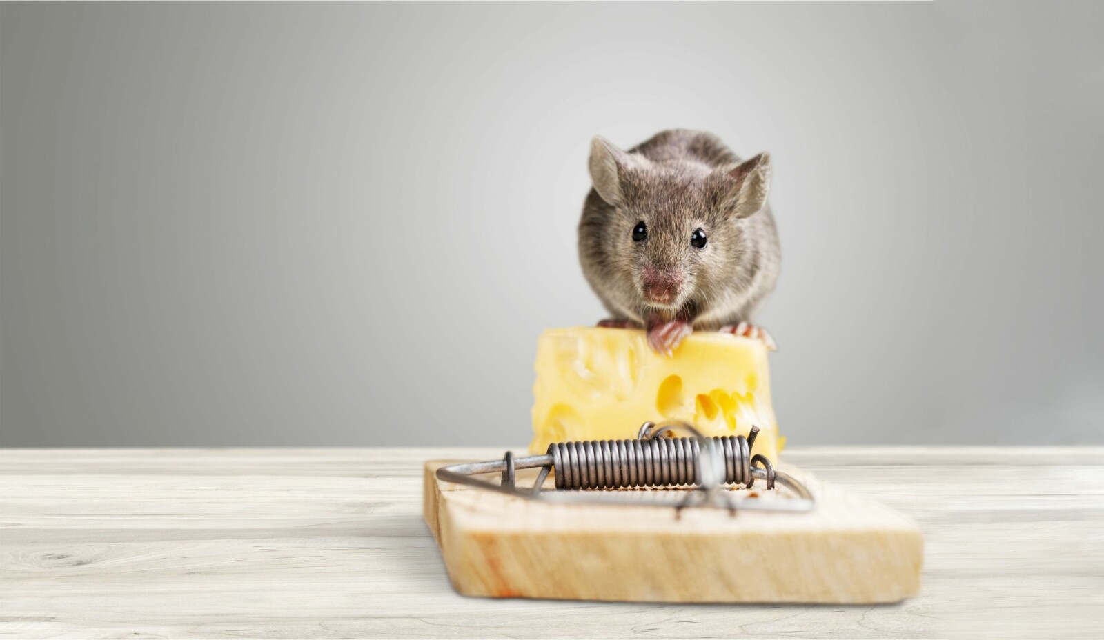 <b>SETT OPP FELLE:</b> Musefeller er effektive, men du bør nok prøve med en mindre ostebit som åte. (Foto: Shutterstock)