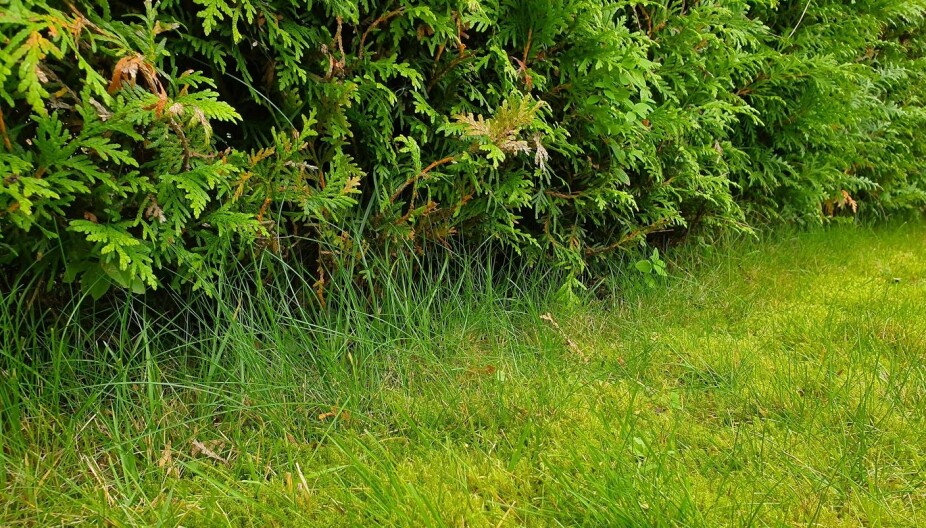 TYNN HEKKEN NEDERST: En tettgrodd hekk gir mose gode vekstvilkår. Det kan lønne seg å trimme den nederst for å gi gresset mer lys.