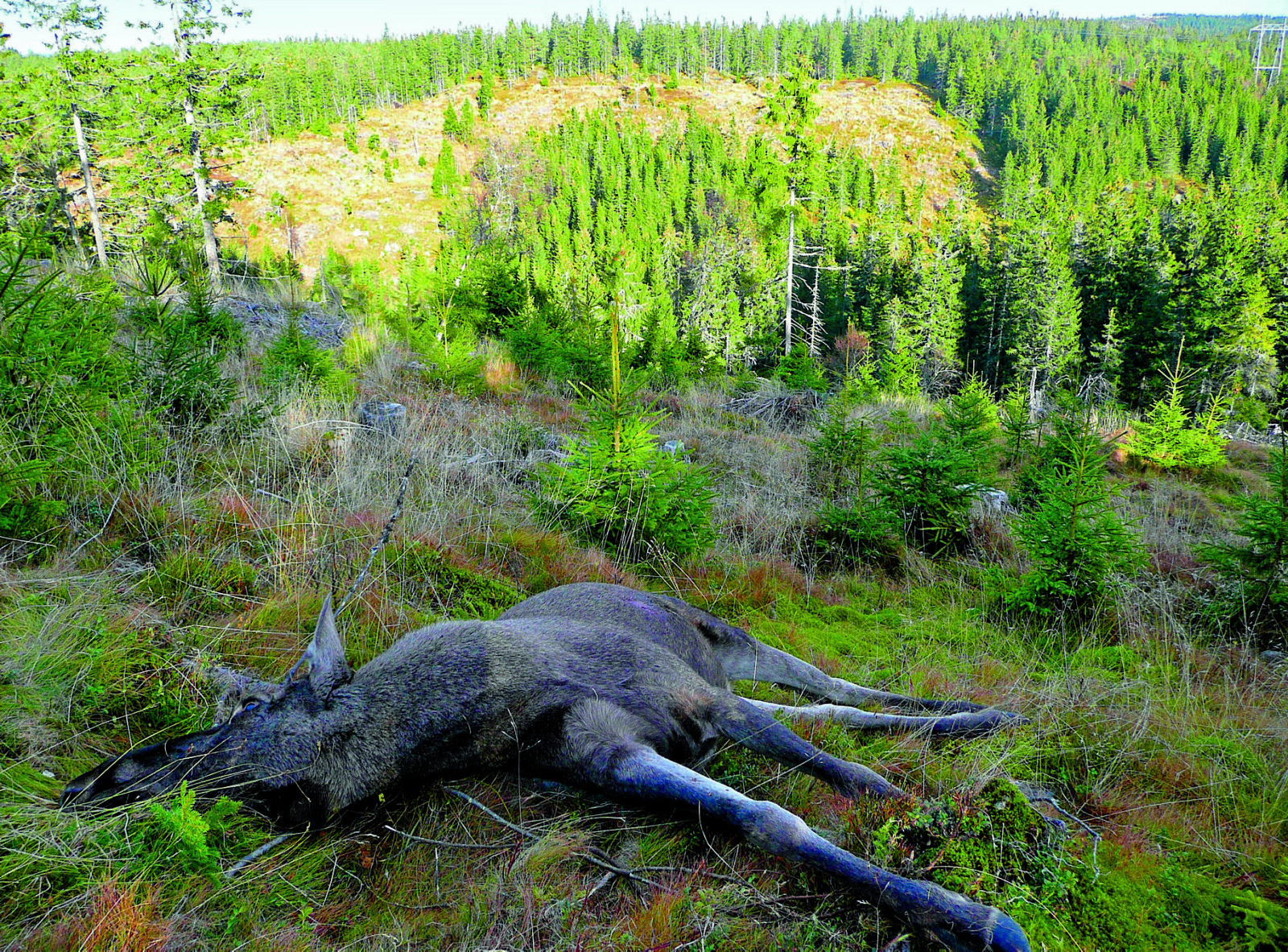 UTSATT MÅNED I slutten av september er det åpent for jakt på elg frem til 23. desember.