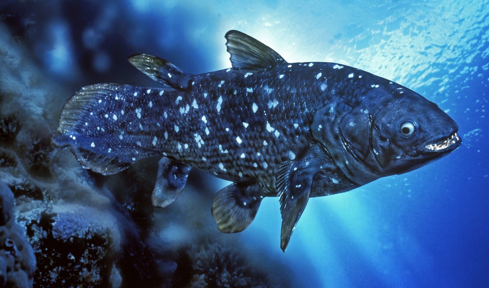 Kvastfinnefisker ble regnet som utdødd 65 millioner år siden. Så dukket det opp et eksemplar.