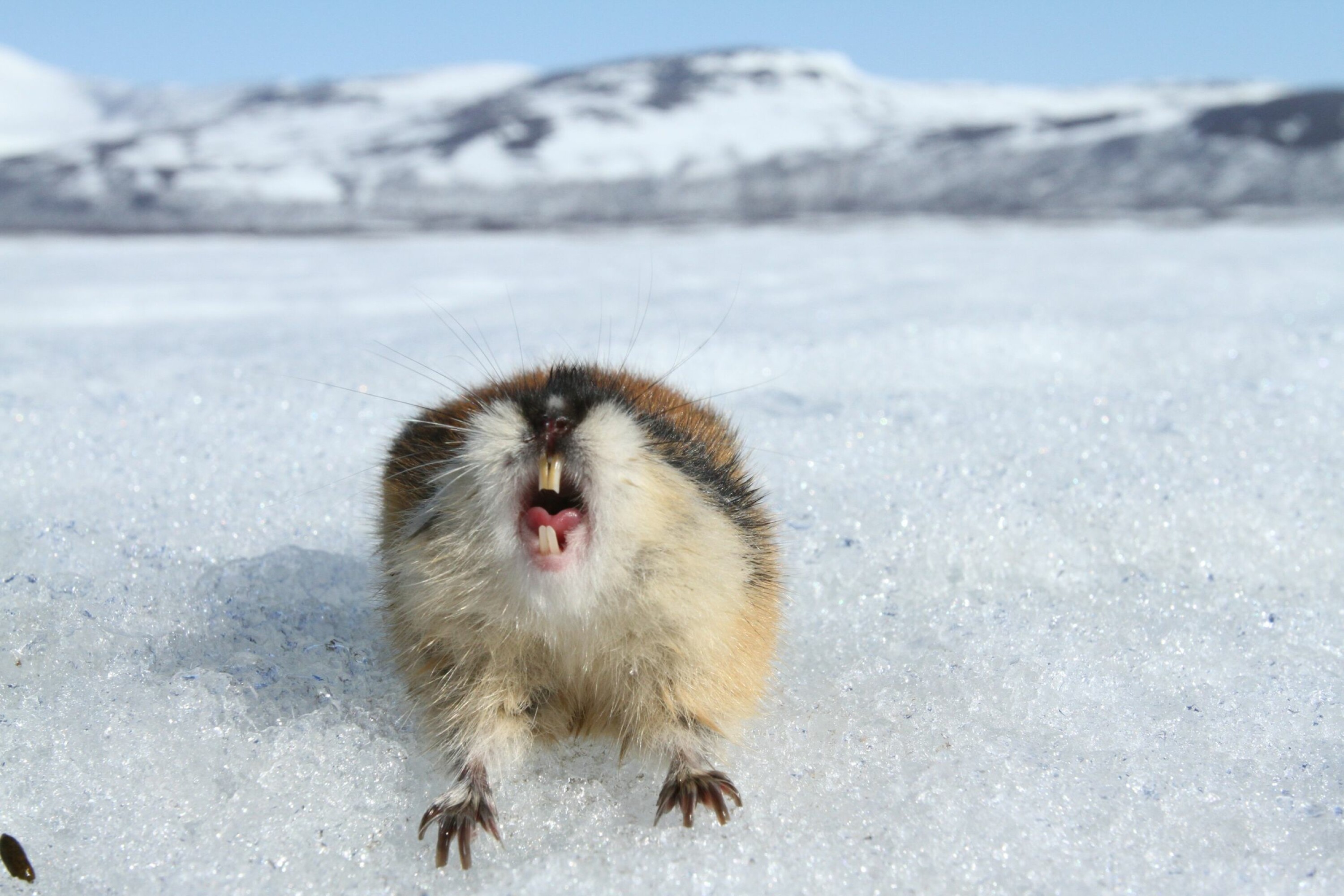 AGGRESSIV: Lemenet oppfattes som aggressivt, og freser gjerne mot trusler langt større enn den selv.