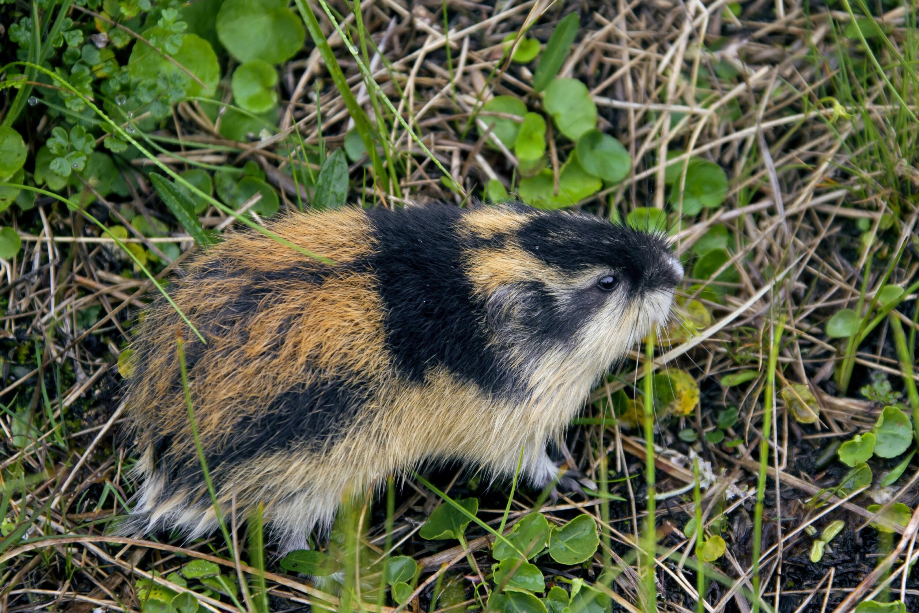 FARGERIK: Ingen annen smågnager i Norge har så fargerik pels som lemenet.