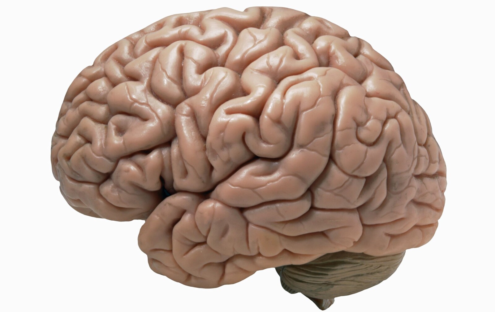 <b>DEN ANDRE HJERNEN:</b> Dette er vår offisielle hjerne, men ifølge forskere har vi en til, og den sitter lenger nede i kroppen. Tarmen har de siste årene fått stadig mer oppmerksomhet blant forskere som et intelligent organ.