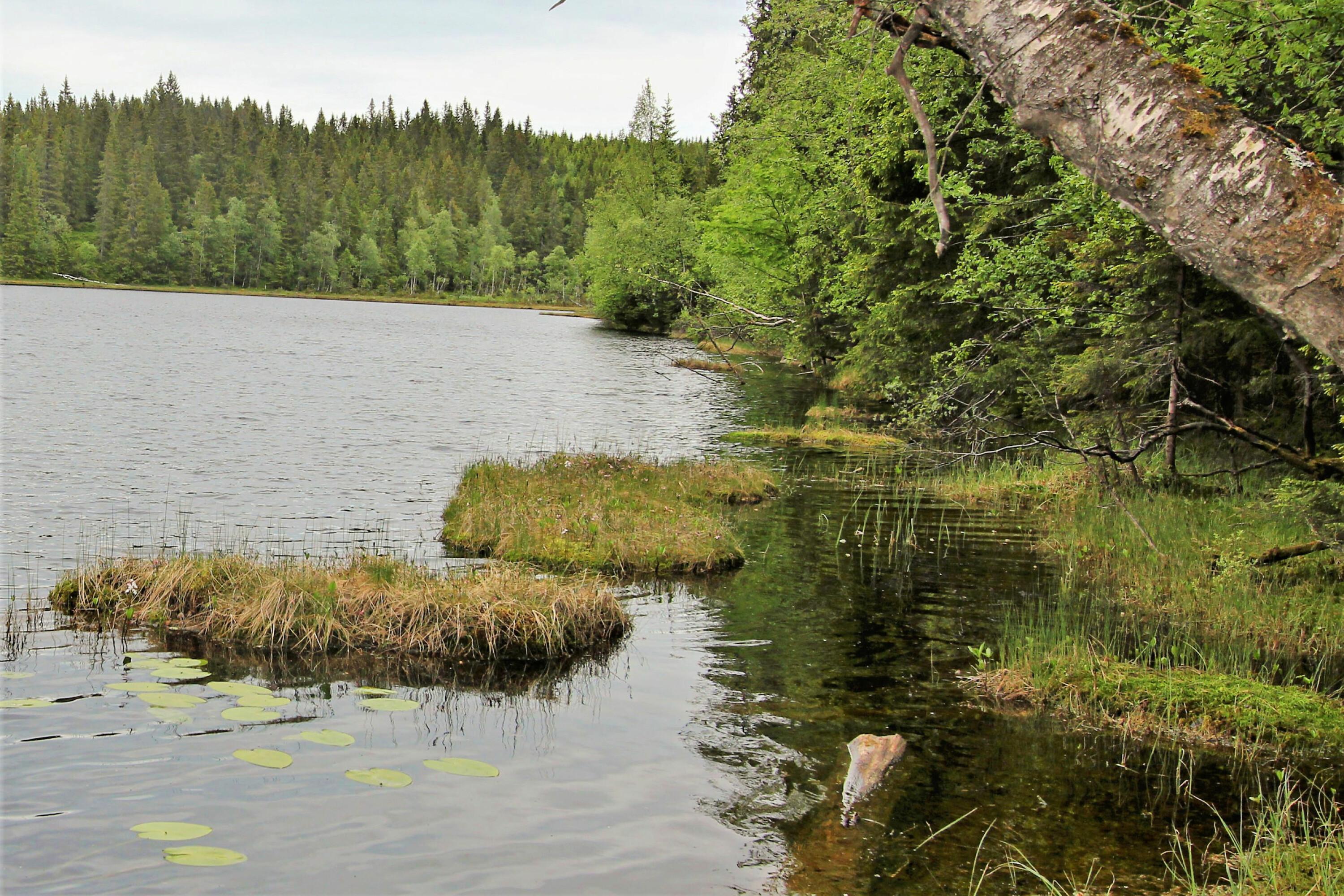 STANDPLASS: En yndet biotop for ørret, men et mareritt for den som ikke velger å fiske ultralett.