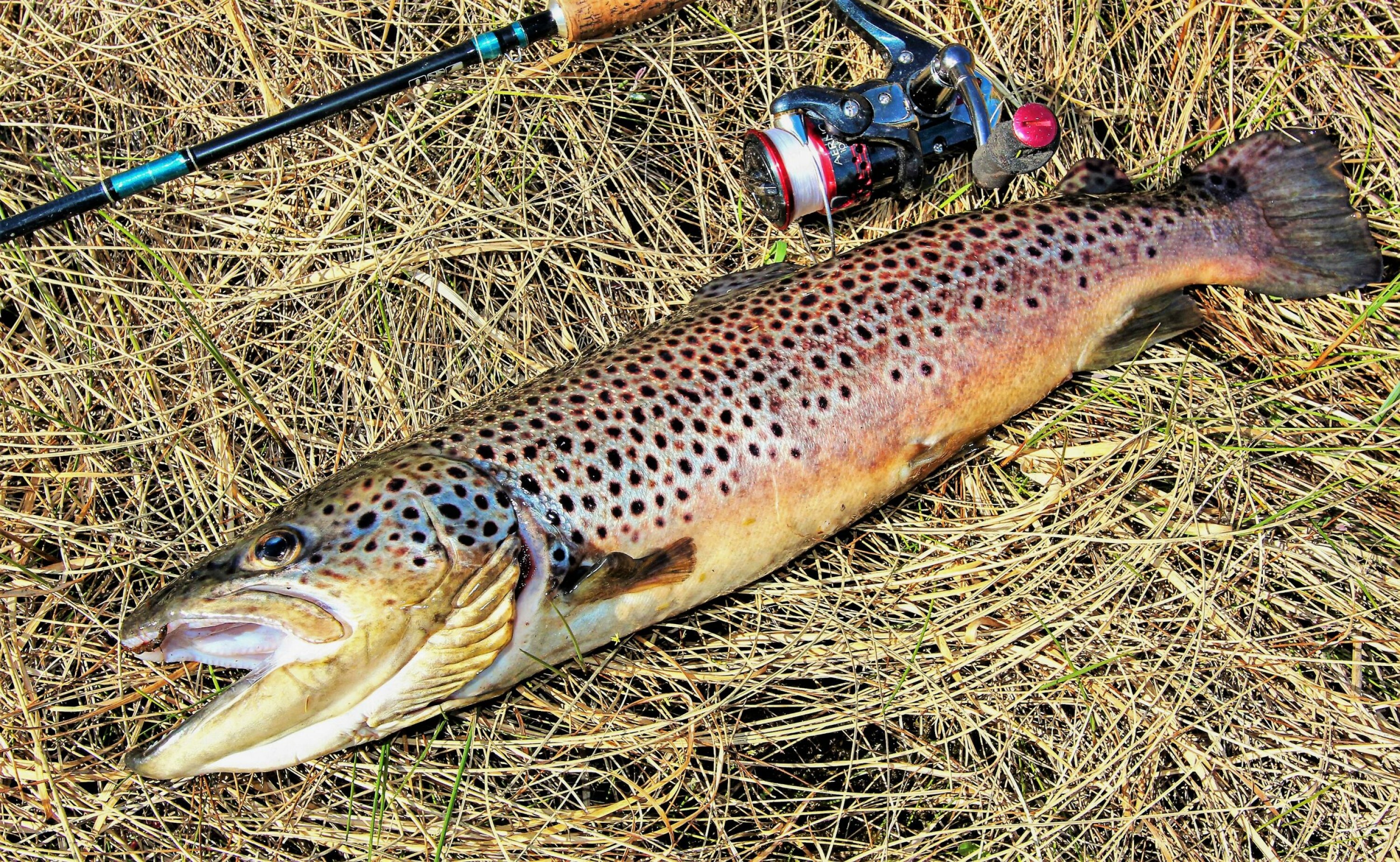 OVERLISTET: Stor ørret på lite og lett utstyr.