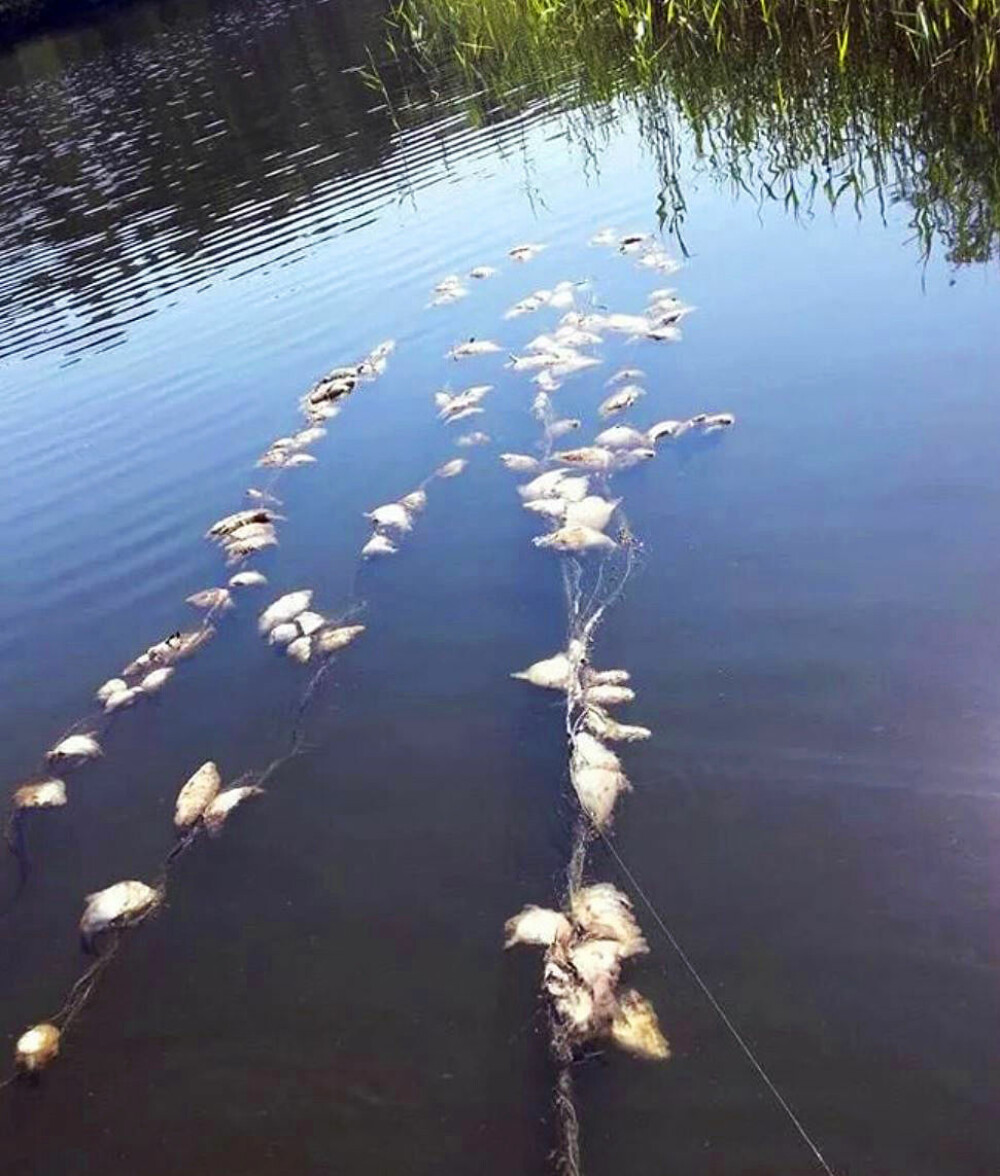 <b>TRIST SYN:</b> I 2014 fant en grunn­ei­er i Akersvannet over 100 fisk av ty­pen sørv, ab­bor og bras­me fly­ten­de i et ulov­lig ut­satt garn.