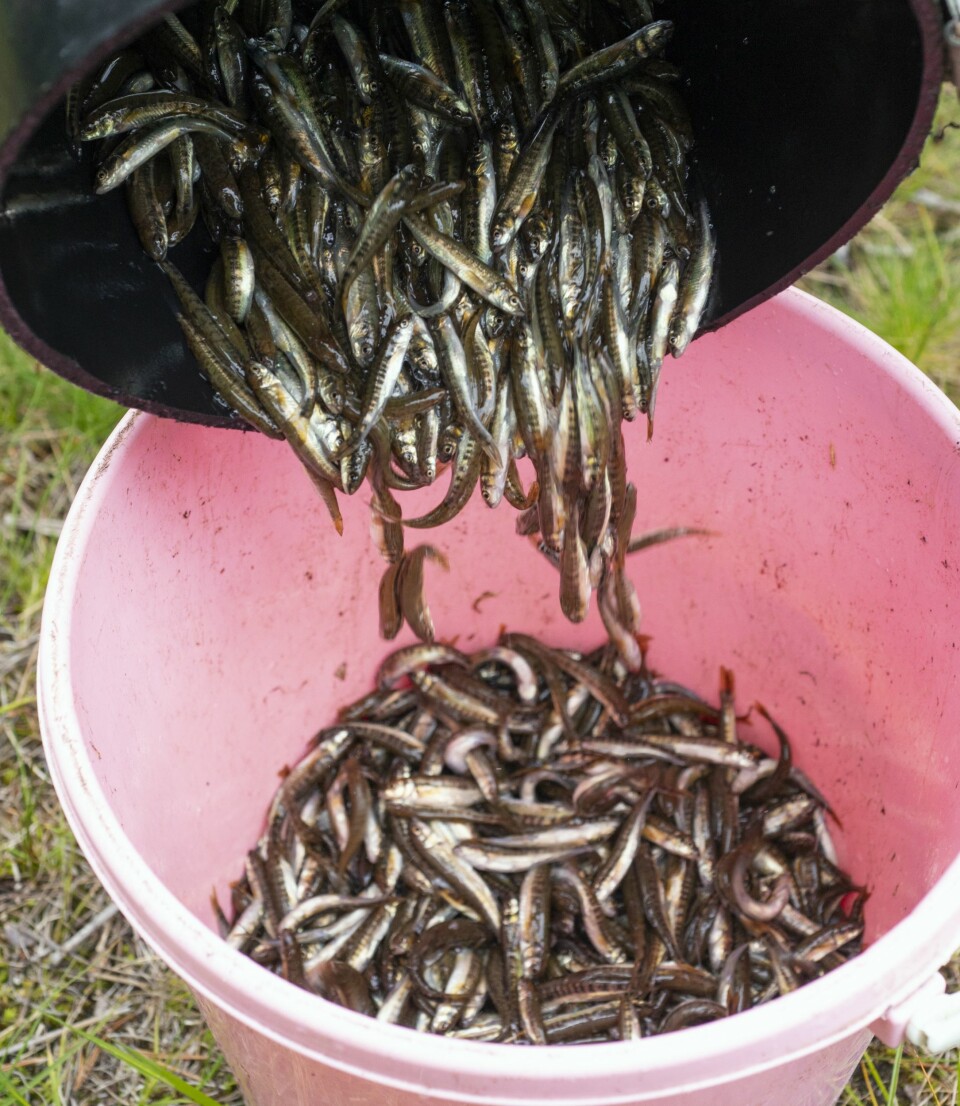 ØREKYTE: I et forsøk på å holde ørekyta i sjakk drives det et utstrakt rusefiske.