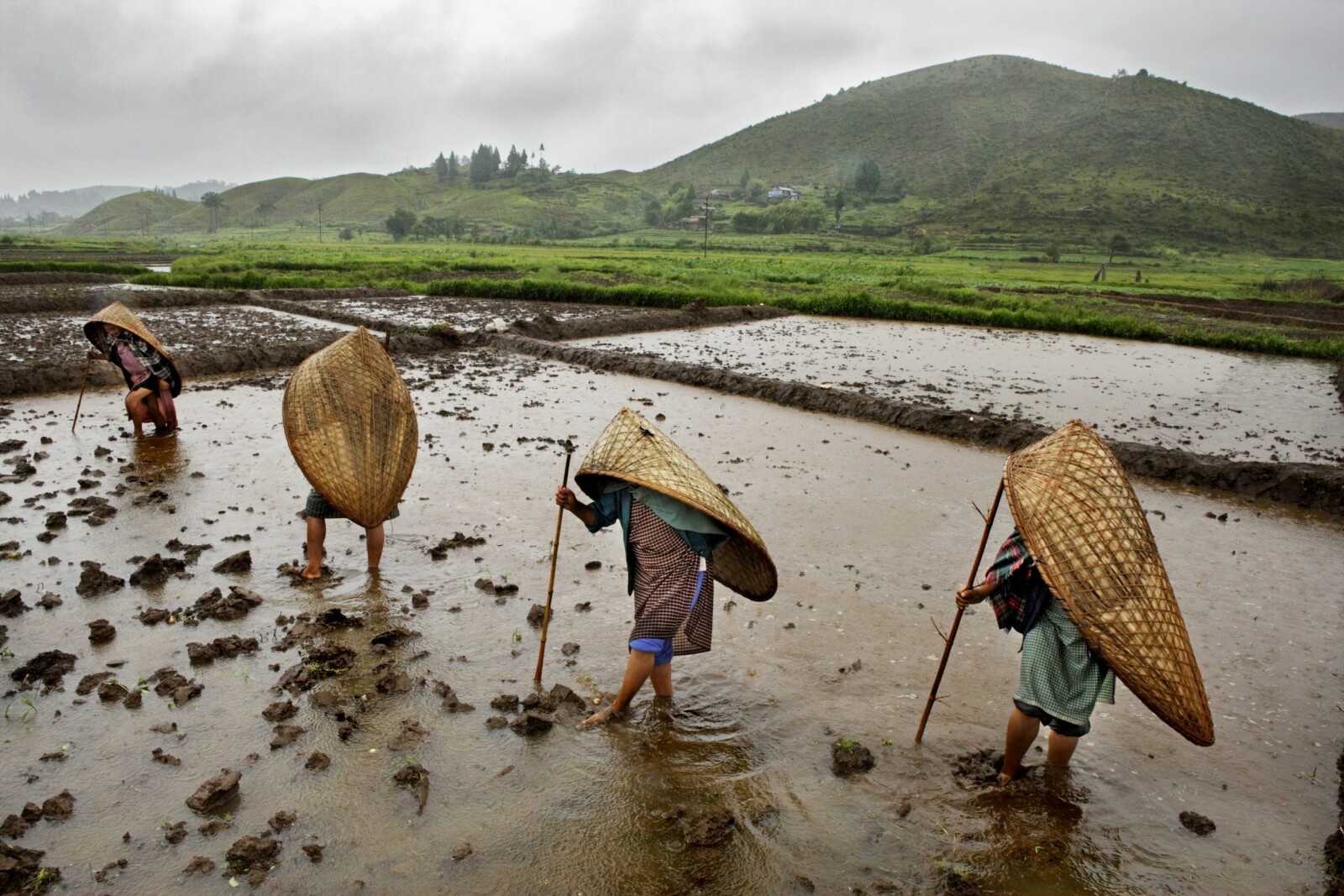 <b>PARAPLY:</b> En gruppe kvinner leter med føttene etter poteter i sin gjørmete potetåker. Paraplyene de bruker har vært brukt i generasjoner her i Mawsynram, verdens våteste sted.