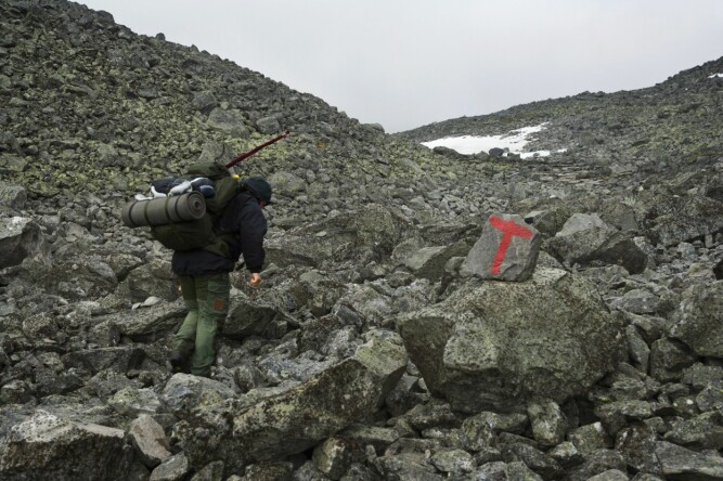 <b>STEINUR:</b> I høyereliggende deler av Dovrefjell kommer man jevnlig borti tunggått steinur.