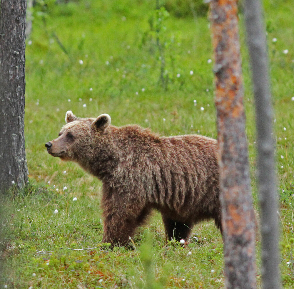 <b>TIPS:</b> Du har størst sannsynlighet for å se bjørn i Hedmark, Trøndelag og Pasvik i Finnmark. 