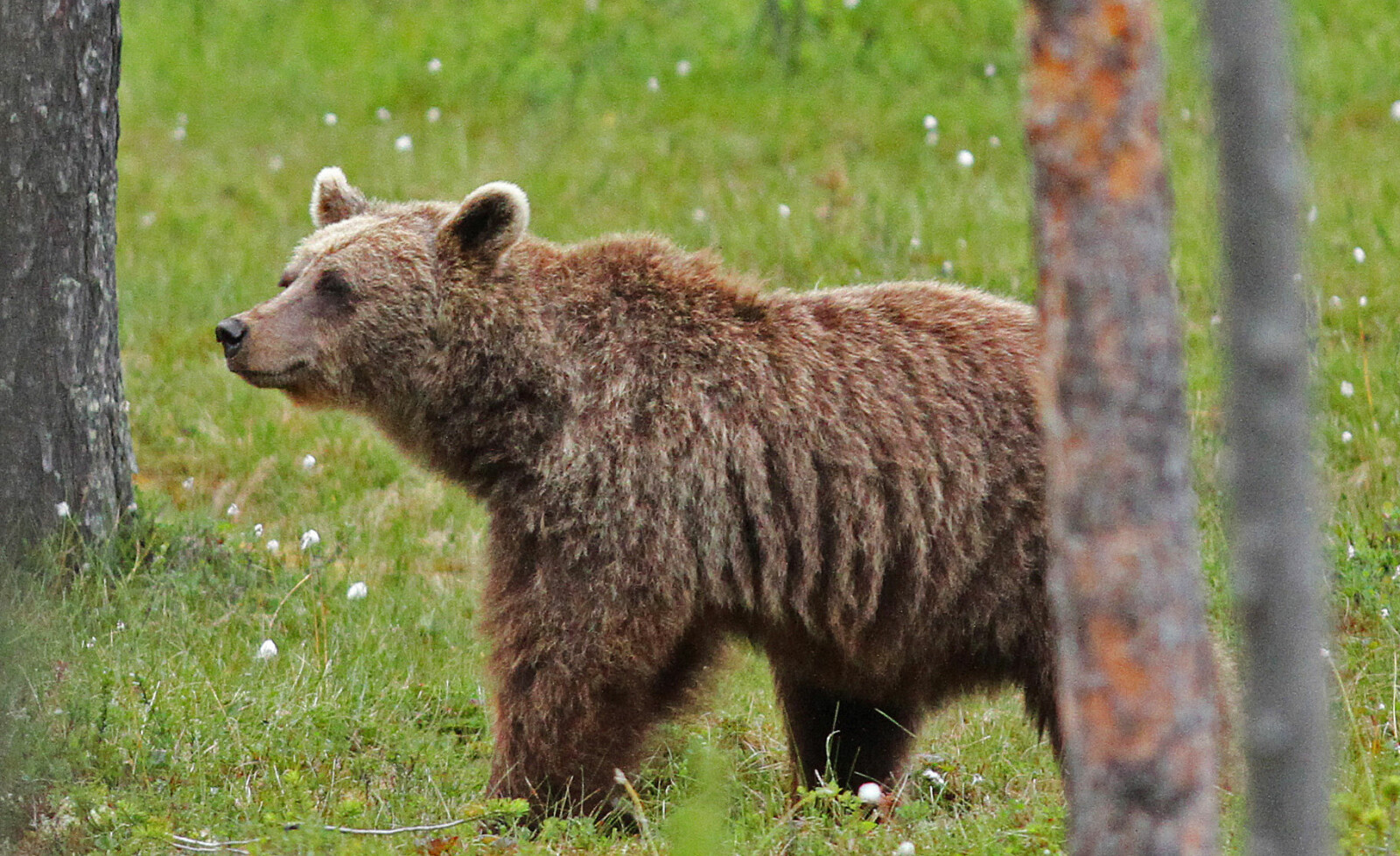<b>BJØRN:</b> Ifølge Rovdata finnes det 138 brunbjørner i Norge  (2018). 75 hannbjørner og 63 hunnbjørner. I Sverige finnes det cirka 2.900 bjørner, ifølge Naturvårdsverket.