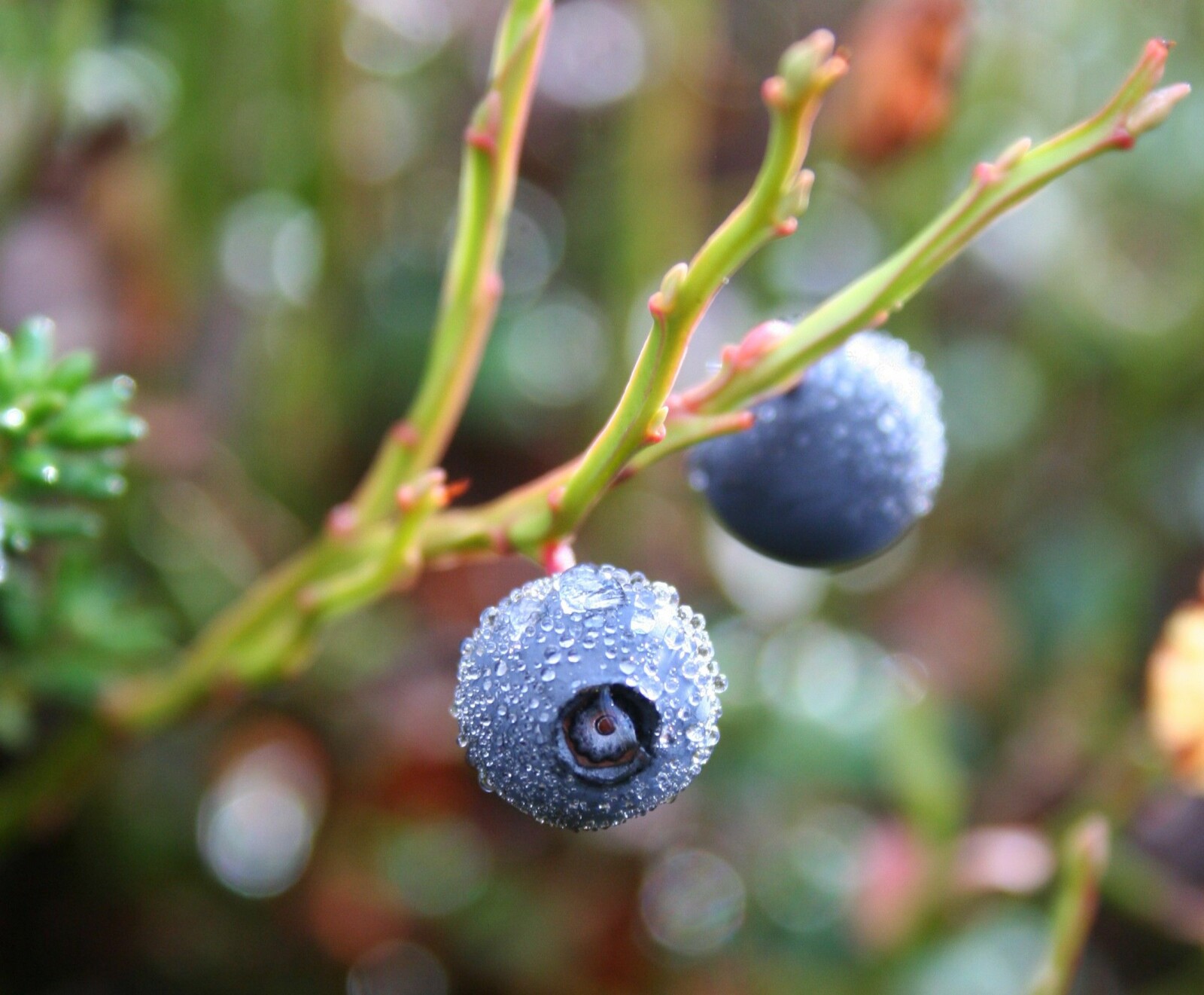 Blå­bær­plan­ten er bæ­re­bjel­ken for skogs­fugl­stam­men i Norge. Den er vik­tig­ste di­ett i snø­fri se­song.