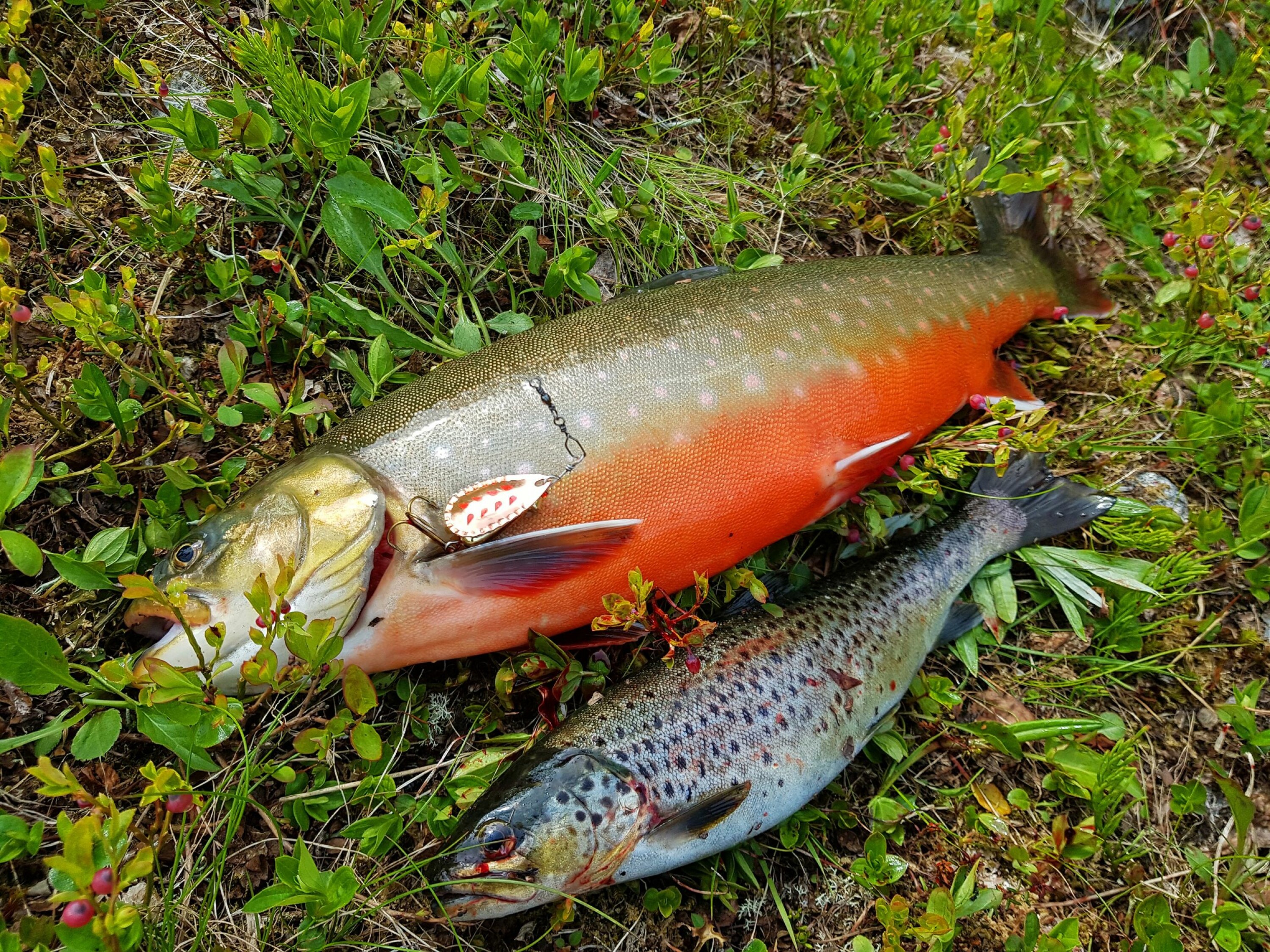 FIN FANGST: Det var både ørret og røye i flere av vannene, men det var røyebettet vi opplevde som best.