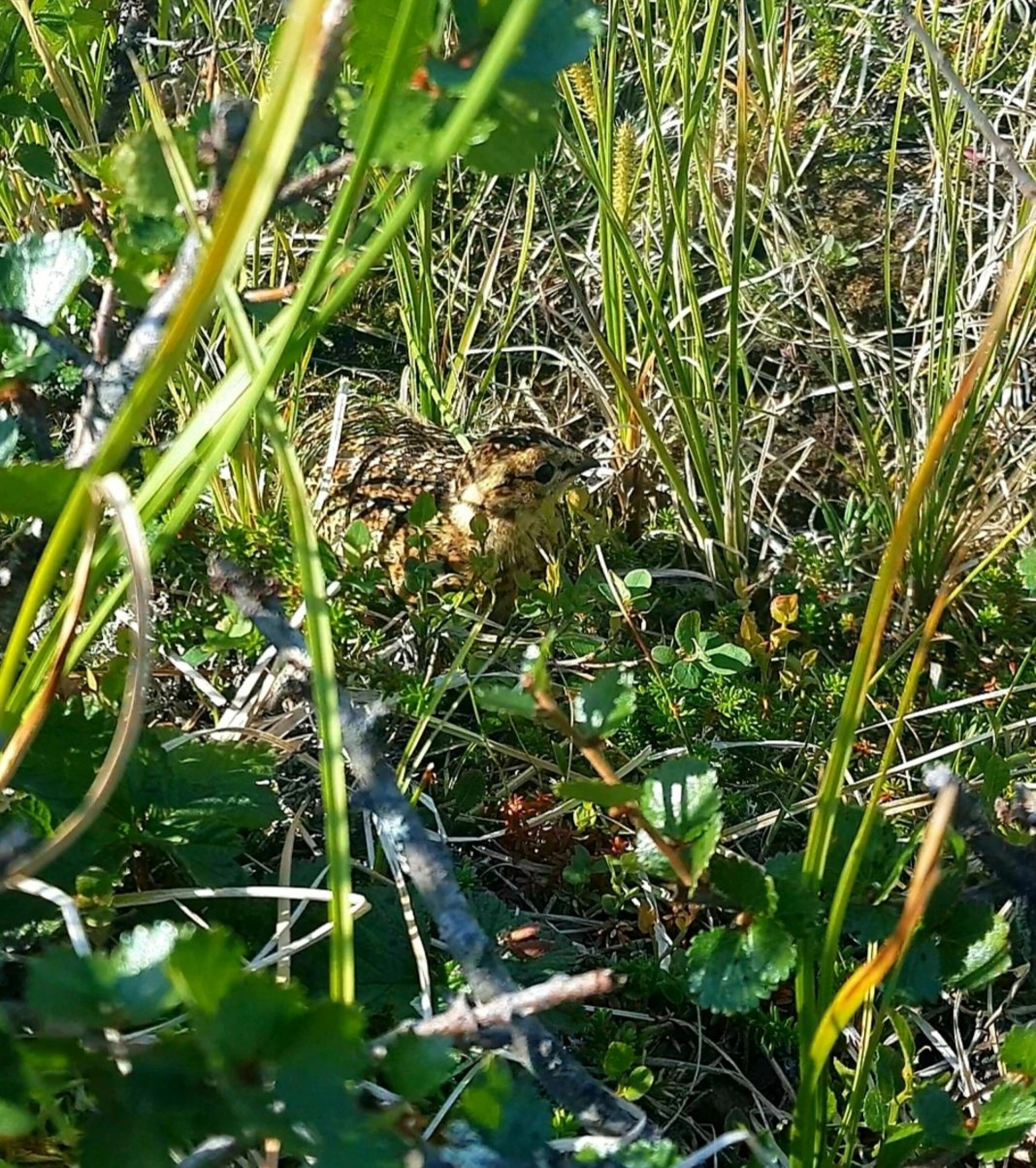 TETT PÅ: Vi så godt med ryper underveis, og det er gledelig for en rypejeger!