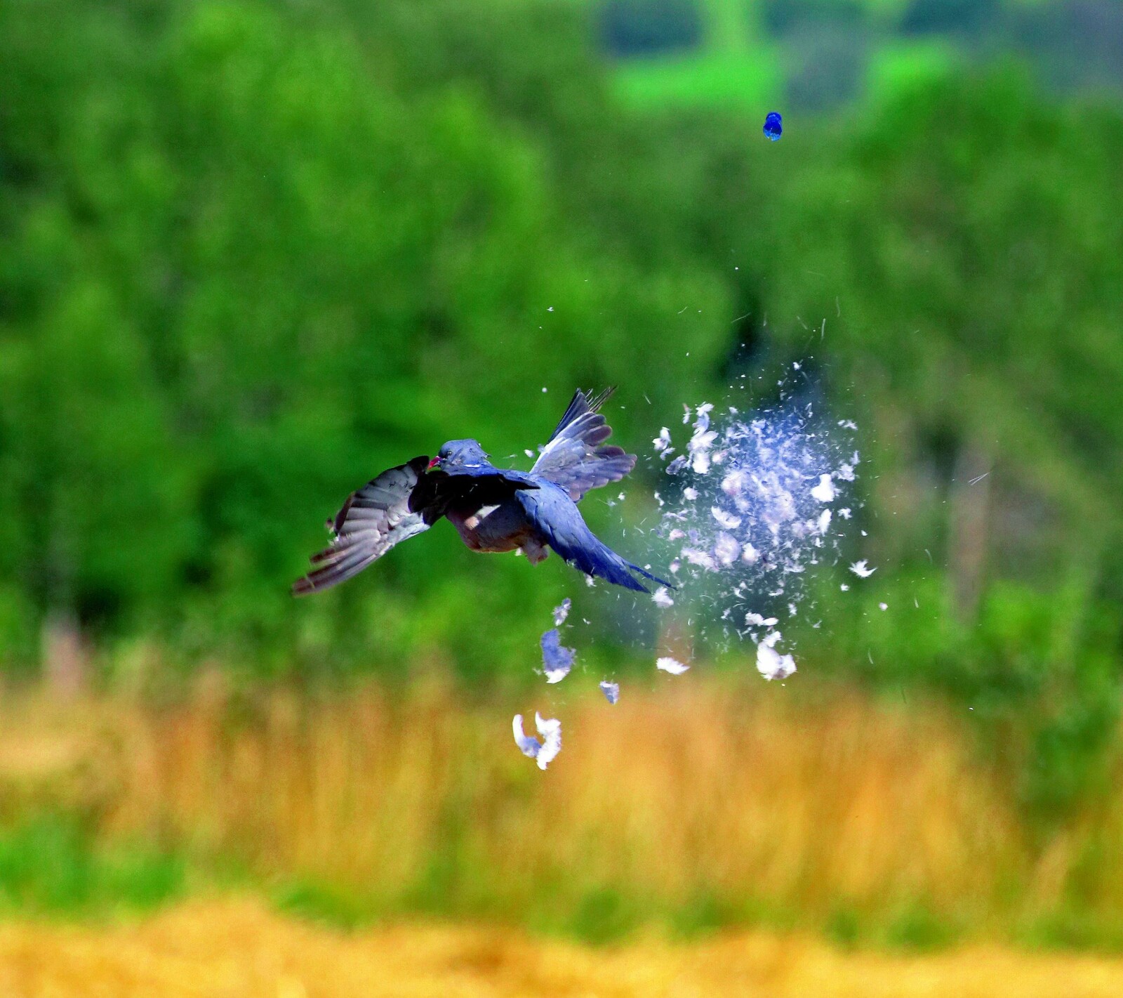 <b>KJERNETREFF:</b> Vær klar over at ei due med et kjernetreff fort kan seile 20–25 meter unna kun på farten sin. Følg den med øynene!