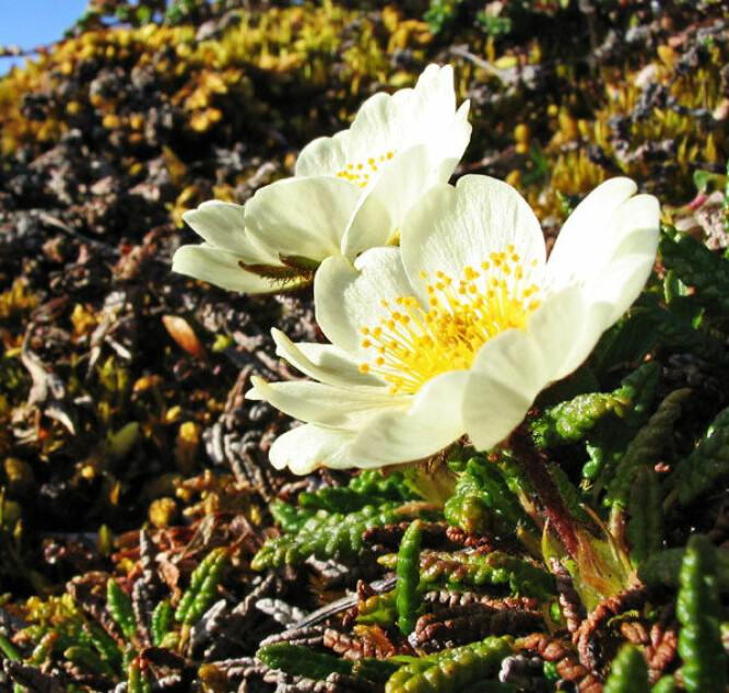 <b>BLOMSTER:</b> På avstand virker landskapet karrig, men kommer du nærmere innpå, oppdager du flere blomster, som for eksempel reinrose. (Foto: Wikipedia)