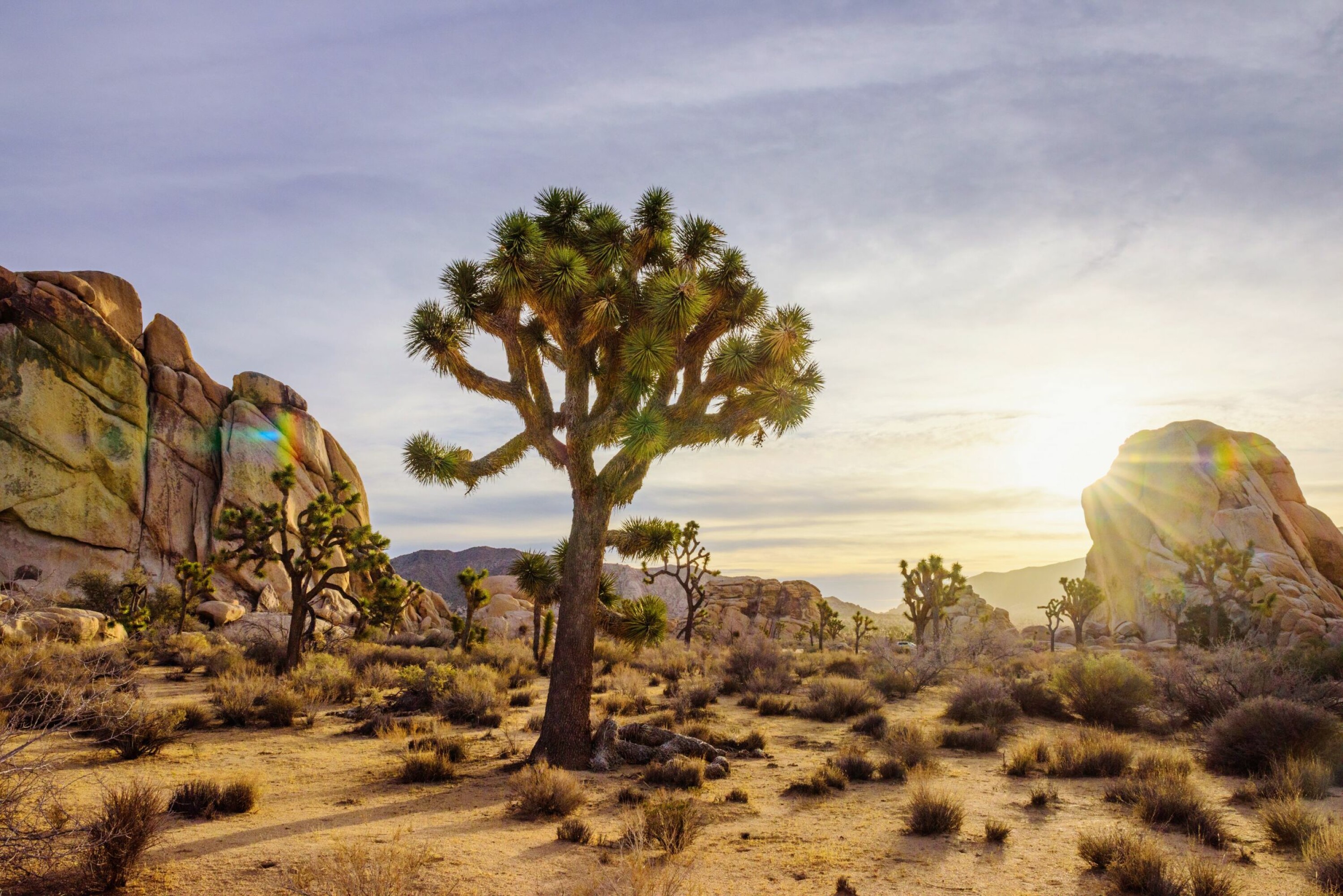 BERØMT: Joshua Tree National Park er litt oppskrytt, men vel verdt en tur i ørkenen.
