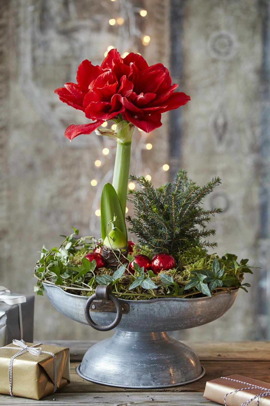 Stjerna på lagetHøyreiste og staselige Amaryllis er for mange «stjerna på laget». For et blikkfang! Jo større løk, jo flere blomster, er en veiledende regel. Gi lite vann til blomsterknoppene har sluttet å vokse og blomsterknoppene blir synlige. Deretter kan du gi litt mer vann. Stjerna på lagetHøyreiste og staselige Amaryllis er for mange «stjerna på laget». For et blikkfang! Jo større løk, jo flere blomster, er en veiledende regel. Gi lite vann til blomsterknoppene har sluttet å vokse og blomsterknoppene blir synlige. Deretter kan du gi litt mer vann.