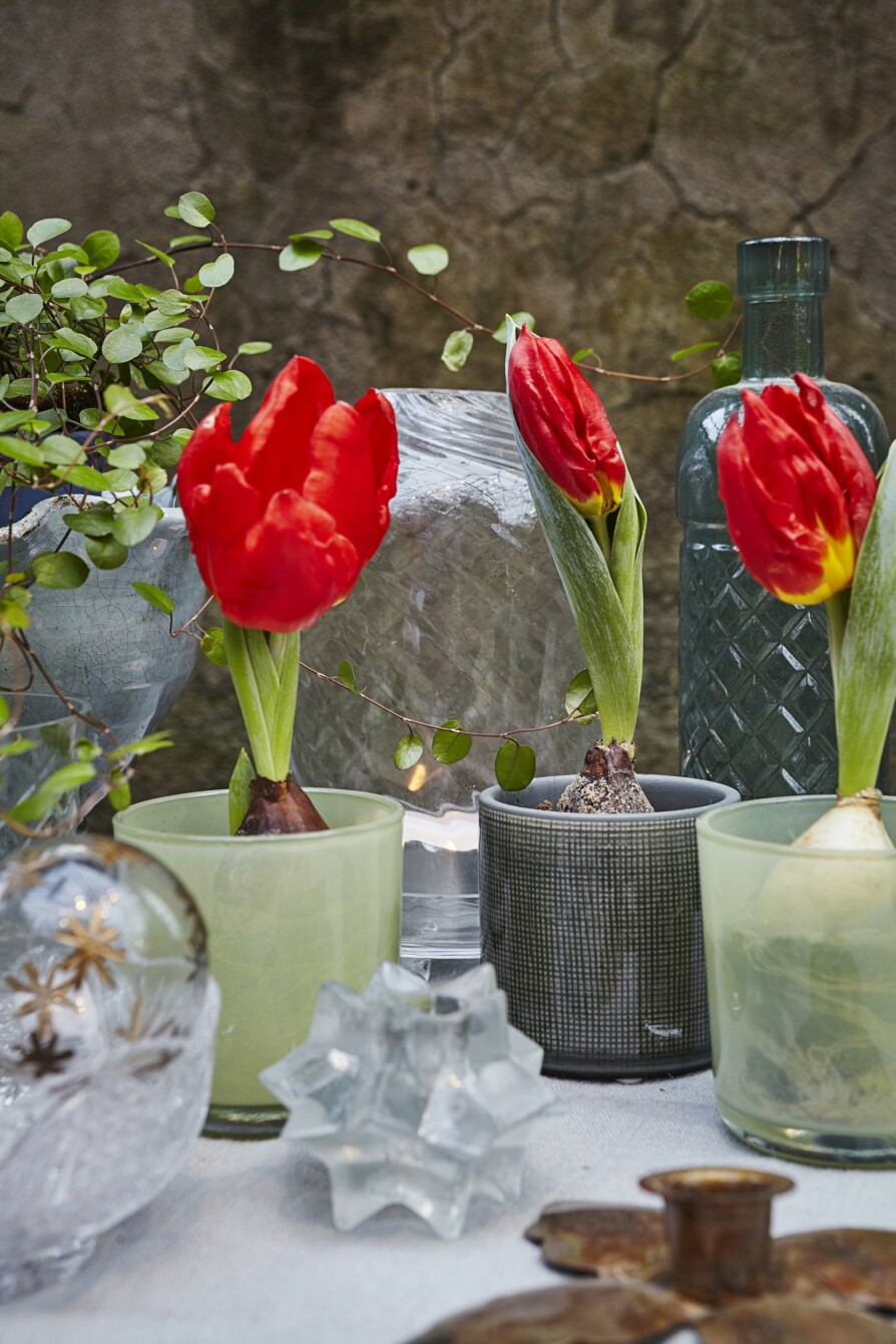 Tulipaner er vakre som snittblomst i vase, men jammen meg gjør de seg godt i sin naturlige form også! Tulipaner er vakre som snittblomst i vase, men jammen meg gjør de seg godt i sin naturlige form også!