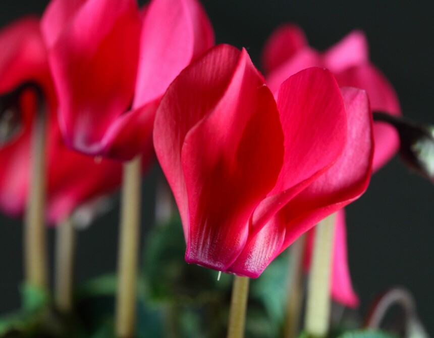 Alpefiol dyrkes frem fra rustikke knoller som er en tøff kontrast til de sarte blomstene. De er også flotte som stueplante også utenom julesesongen, og kan plantes ut i hagen opp til klimasone H4. Alpefiol dyrkes frem fra rustikke knoller som er en tøff kontrast til de sarte blomstene. De er også flotte som stueplante også utenom julesesongen, og kan plantes ut i hagen opp til klimasone H4.