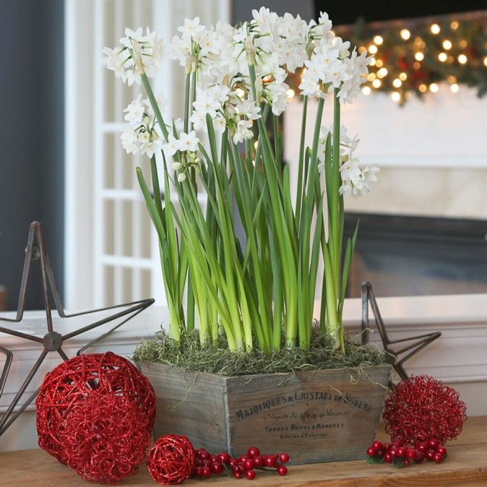 Svibelen har slett ikke enerett på deilig duft. Julenarsissen 'Paper white' blomstrer med en fin flokk av hvite blomster og dufter helt herlig. Svibelen har slett ikke enerett på deilig duft. Julenarsissen 'Paper white' blomstrer med en fin flokk av hvite blomster og dufter helt herlig.