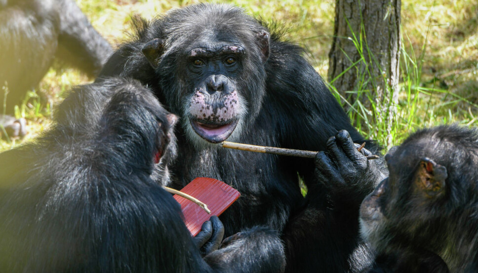 DEN UBESTRIDTE SJEFEN: Julius har tatt kommandoen over sjimpanseflokken i Kristiansand Dyrepark. Takk og lov for det, mener Edvard Moseid.