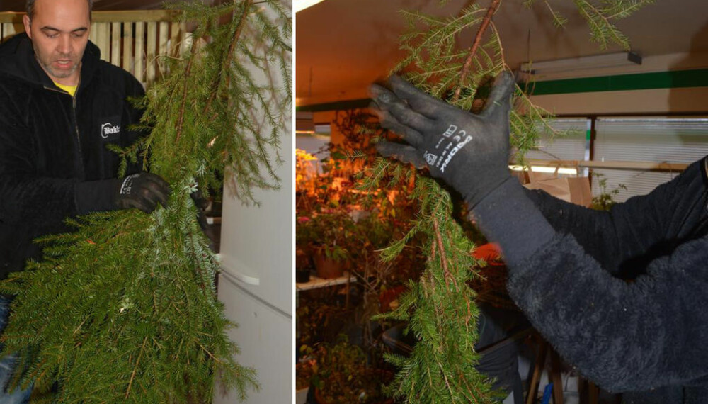 GRANBAR: Du kan kjøpe granbar hvor de selger blomster og juletrær, eller finne granbar i skogen. GRANBAR: Du kan kjøpe granbar hvor de selger blomster og juletrær, eller finne granbar i skogen.