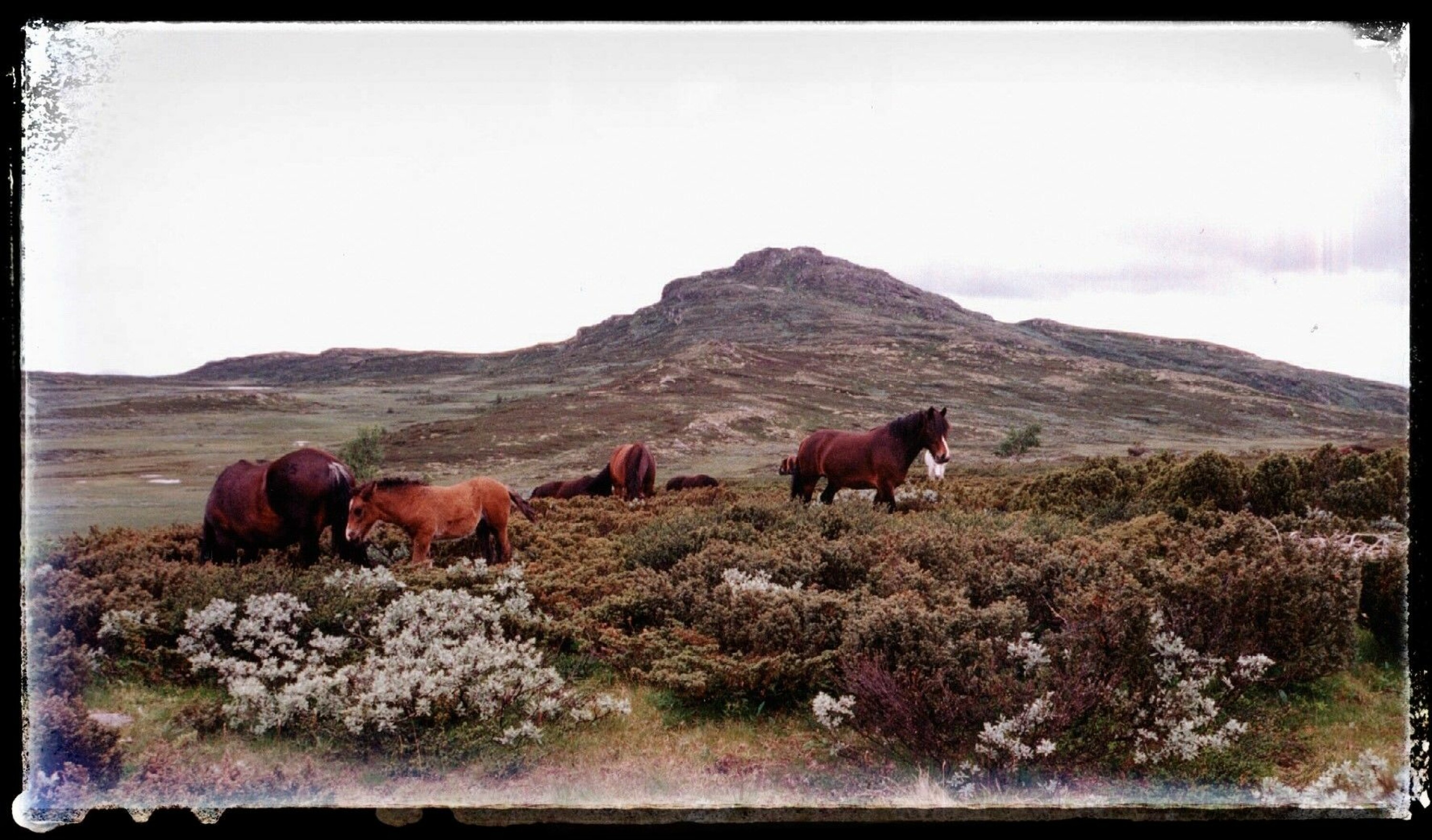 HESTEGJETER: I disse vide fjelltraktene var det Fjellkongen Knut Presterud hadde sitt «rike». Han flakket vidt omkring som hestepasser og hadde mange turer rundt Djuptjernkampen som ses i bakgrunnen. Presterud var kjent som «Fjellkongen», men han hadde en lokal rival. Ved påsketider 1908 endte rivaliseringen blodig i de den gang øde fjelltraktene i Valdres. Først nærmere jul ble et ille tilredt lik funnet i en myr i området.