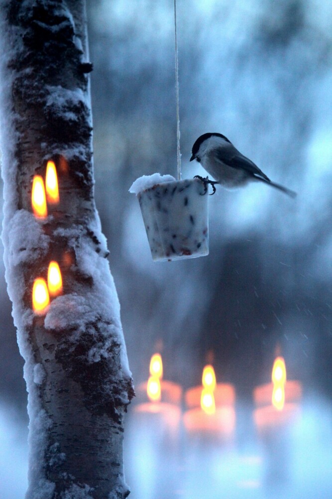 <b>SMÅ GJESTER:</b> Fuglene har fått rikelig med julemat. 
