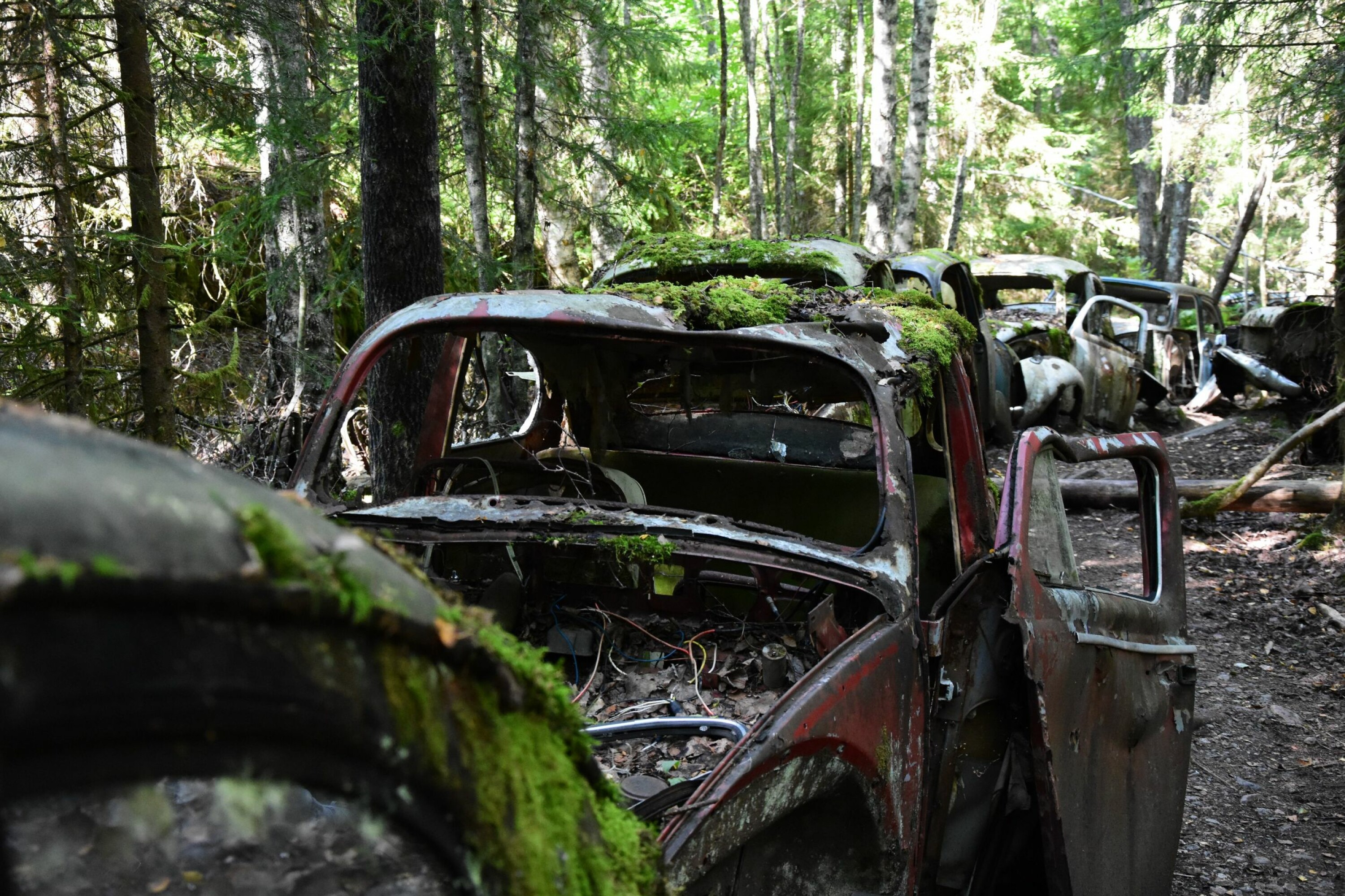 EVIG KØ: Sju folkvogner vil for alltid stå i kø på en av stiene i skogen ved det tidligere bilopphuggeriet i Båstnäs i Värmland, bare tre kilometer fra norskegrensen.
