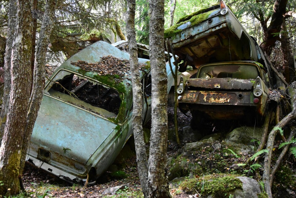 DEL AV NATUREN: En Taunus og to Anglia'er har nærkontakt i et Ford-hjørne på tomten.