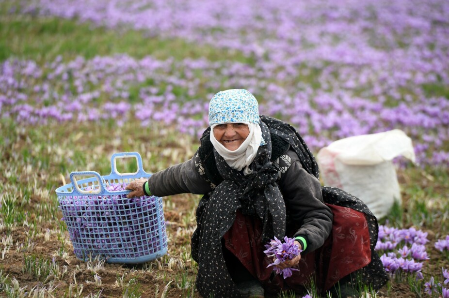 HÅNDPLUKKET: En eldre dame smiler mens hun plukker safrankrokus i Raazavi Khorasan i Iran den 3. november i år.