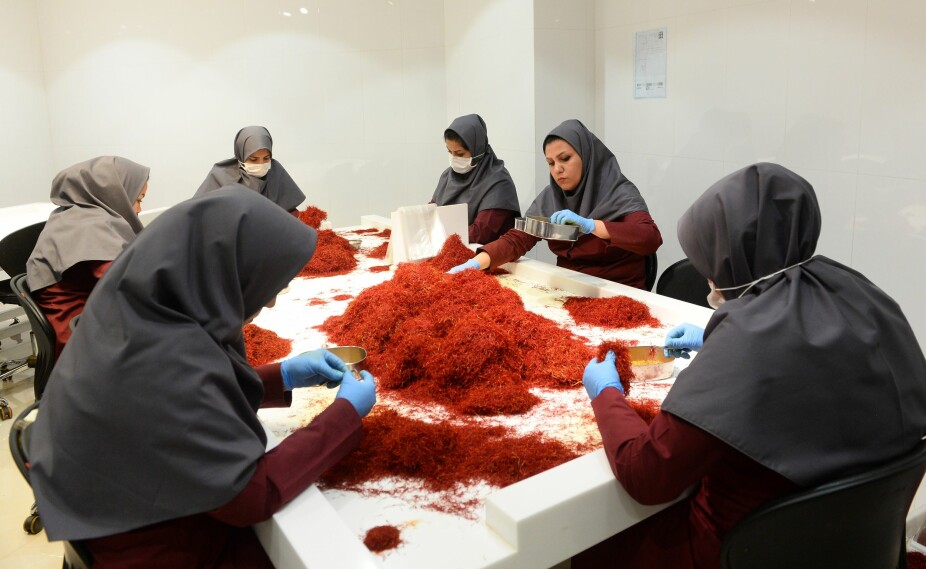 MILLIARDINDUSTRI: Ansatte renser nyplukket safran i et produksjonslokale i Razavi Khorasan-provinsen i Iran.