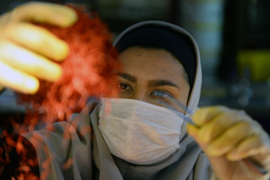 NITIDIG ARBEID: Safranen renses med pinsett for hånd før den eksporteres videre fra foredlingslokalene.