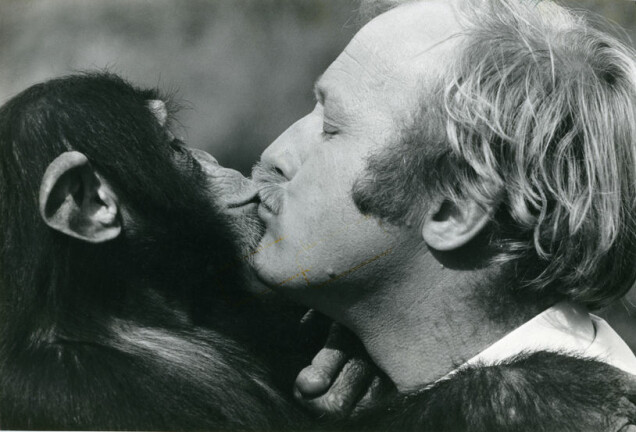 NÆRT FORHOLD: Edvard Moseid og Julius har et helt spesielt forhold. Den dag i dag blir sjimpansen helt fra seg når de to møtes.