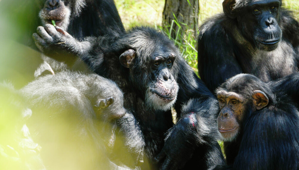 FLERE BARN? Julius (i midten) kan få lov til å sette flere barn til verden, fordi han er renraset vestafrikansk sjimpanse.