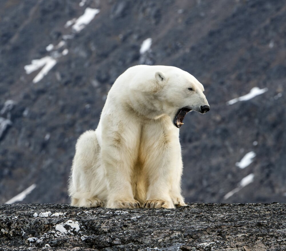 <b>BEKYMRINGS­FULLT:</b> En strandet og avmagret isbjørn venter på å komme ut på havisen. (Foto: Steinar Myhr/Samfoto)