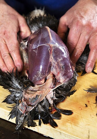 <b>FJERN SKINNET:</b> Legg fuglen på rygg. Dra av skinnet fra brystet og nedover til du finner kroposen. Fjern denne. Dra deretter av hele fjærdrakten med bestemte, men ikke for brutale bevegelser. <b>FJERN SKINNET:</b> Legg fuglen på rygg. Dra av skinnet fra brystet og nedover til du finner kroposen. Fjern denne. Dra deretter av hele fjærdrakten med bestemte, men ikke for brutale bevegelser.