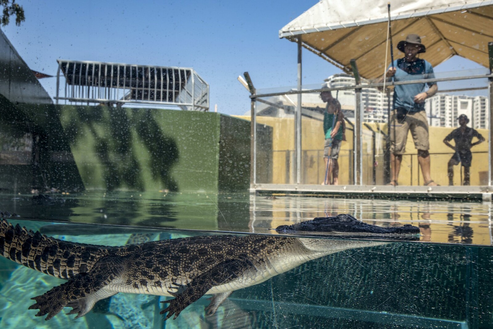 <b>GLUPSK:</b> En liten saltvanns­krokodille svømmer tett inntil glasset ved Crocosaurus Cove i Darwin, mens Roy Morten Bjørk fra Moss gjør seg klar til å «fiske» de opptil en meter lange babykrokodillene med rått kjøtt.