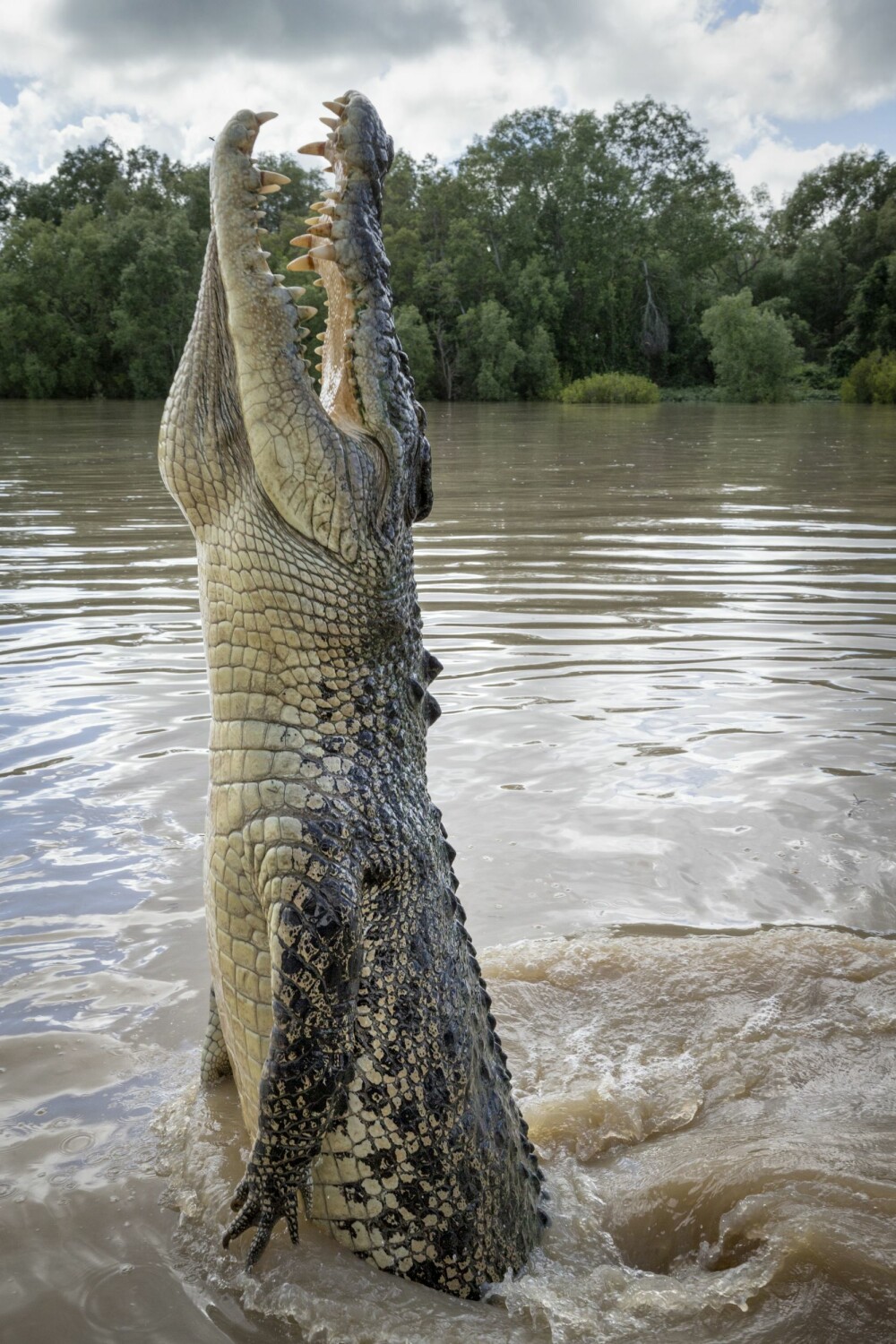 <b>FLYVENDE MARE(RITT):</b> En av de hoppende krokodillene i Adelaide river klarer å skyte halve kroppen over vannet for å få tak i det rå kjøttet.