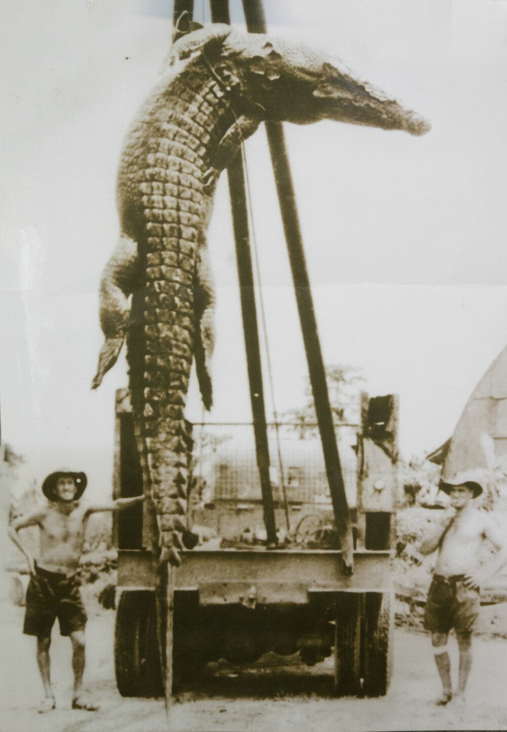 <b>INGEN SMÅGUTT:</b> Et bilde jeg kom over i byen Burketown, Queensland, viser krokodillejegere fra 1950-tallet med et svært beist de har skutt. Saltvannskrokodillen var nær total utryddelse på grunn av utbredt jakt mellom 1945 og 1971. Nå har bestanden tatt seg kraftig opp.